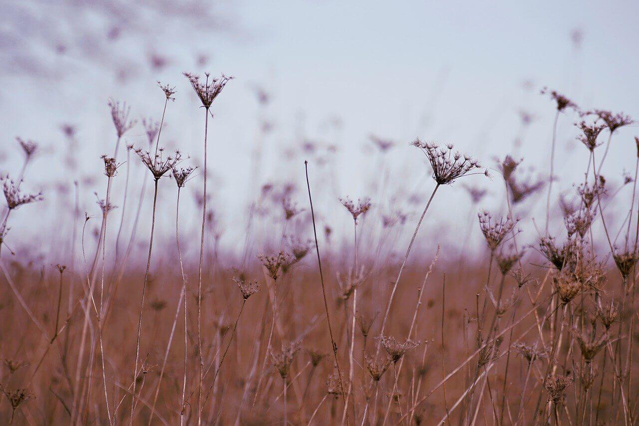 Close up view of a field.